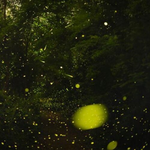 The science of how fireflies stay in sync